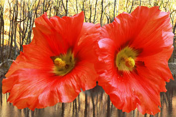 Series Red-Yellow Nature